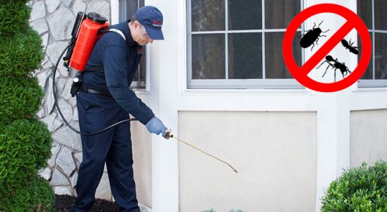 Pazar Dezenfeksiyon böcek ilaçlama ve haşere kontrolü — ilaclama-tr.com